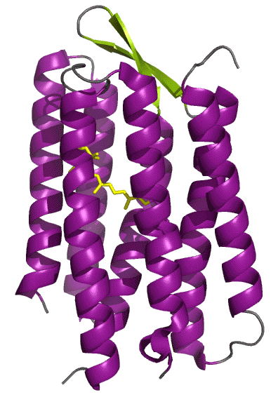 バクテリオロドプシン